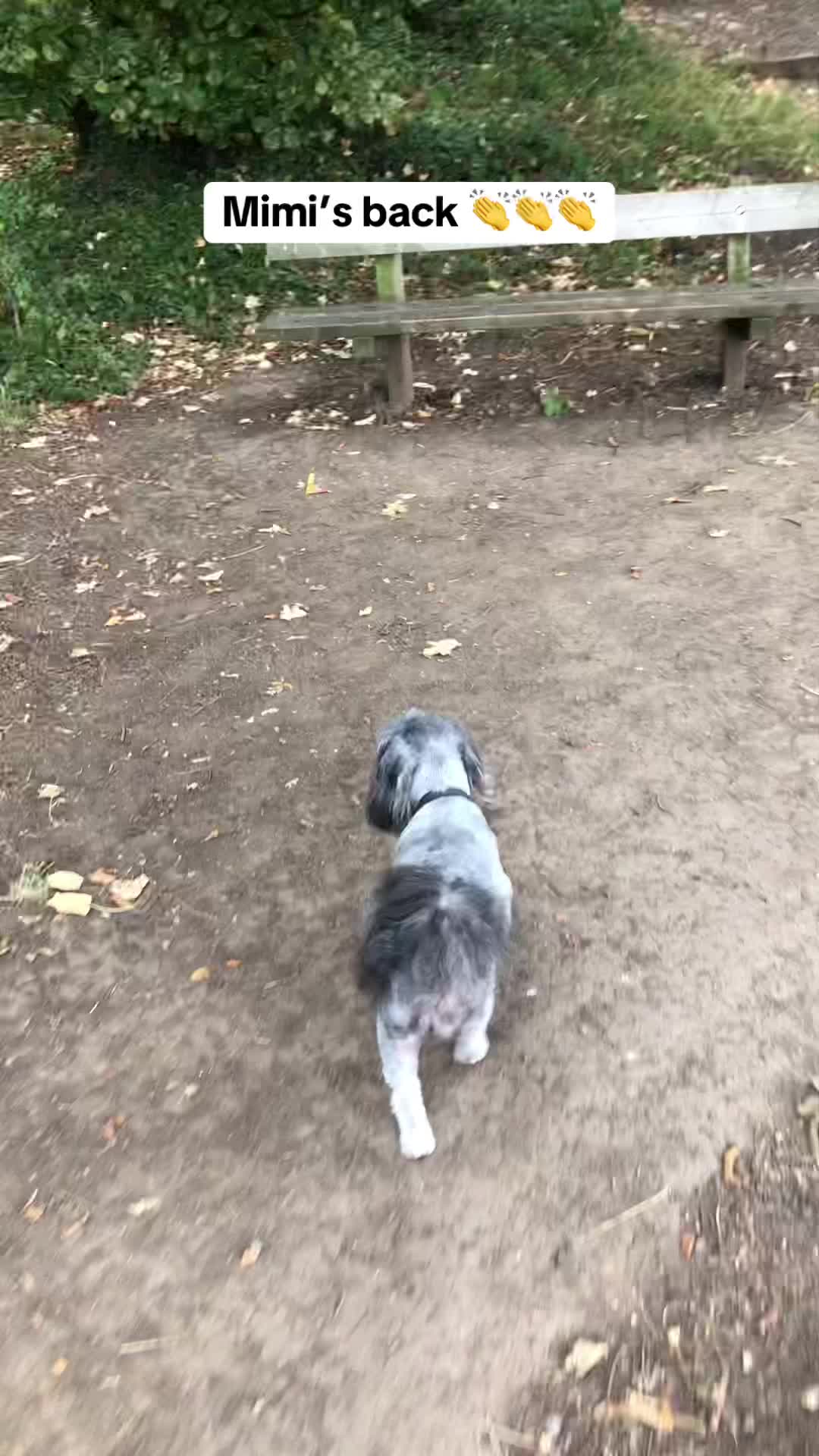 @Mimi the Shihtzu