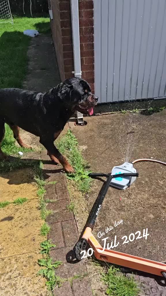@Reggie the Rott