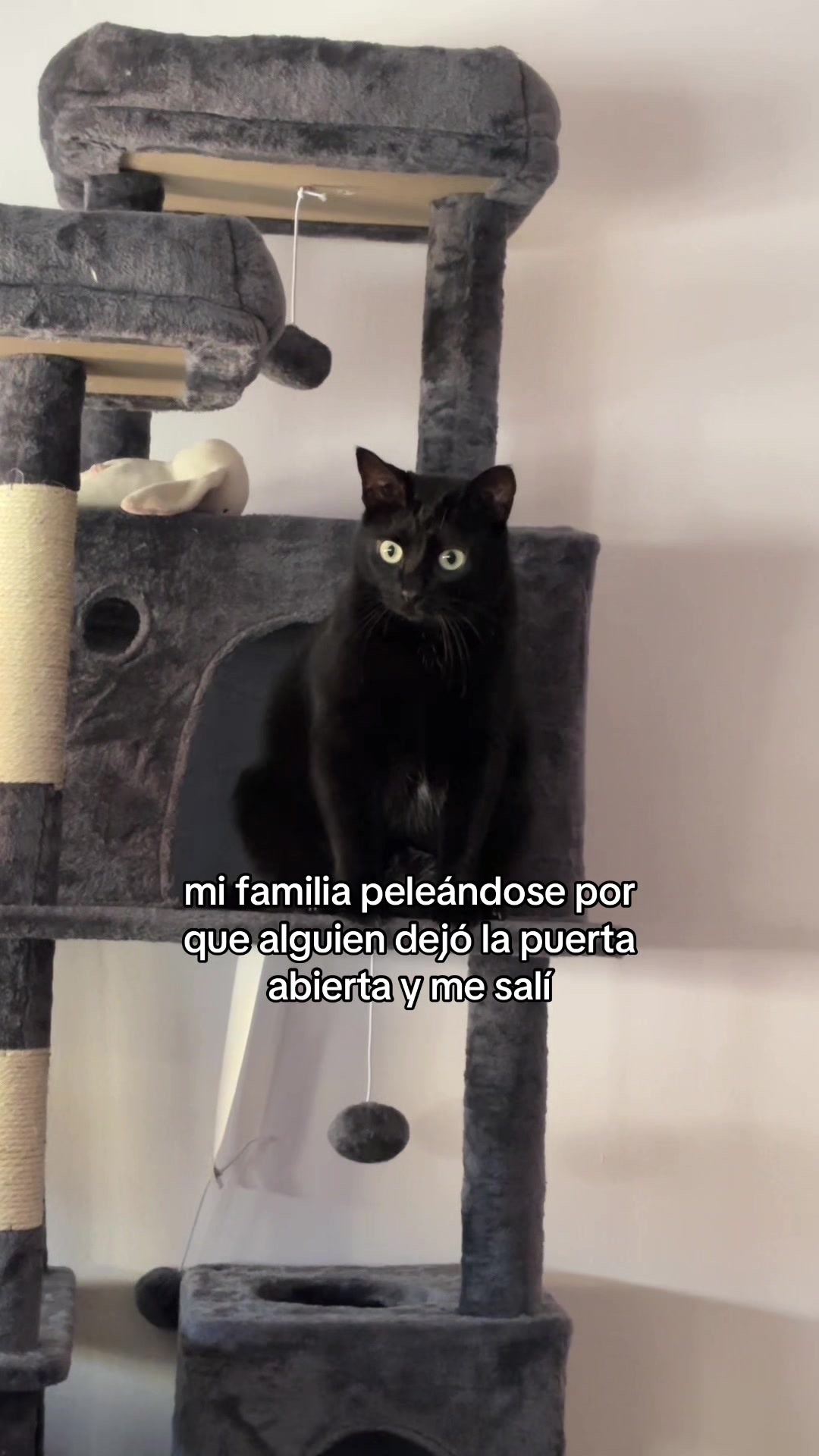 @BlackCatsMatter