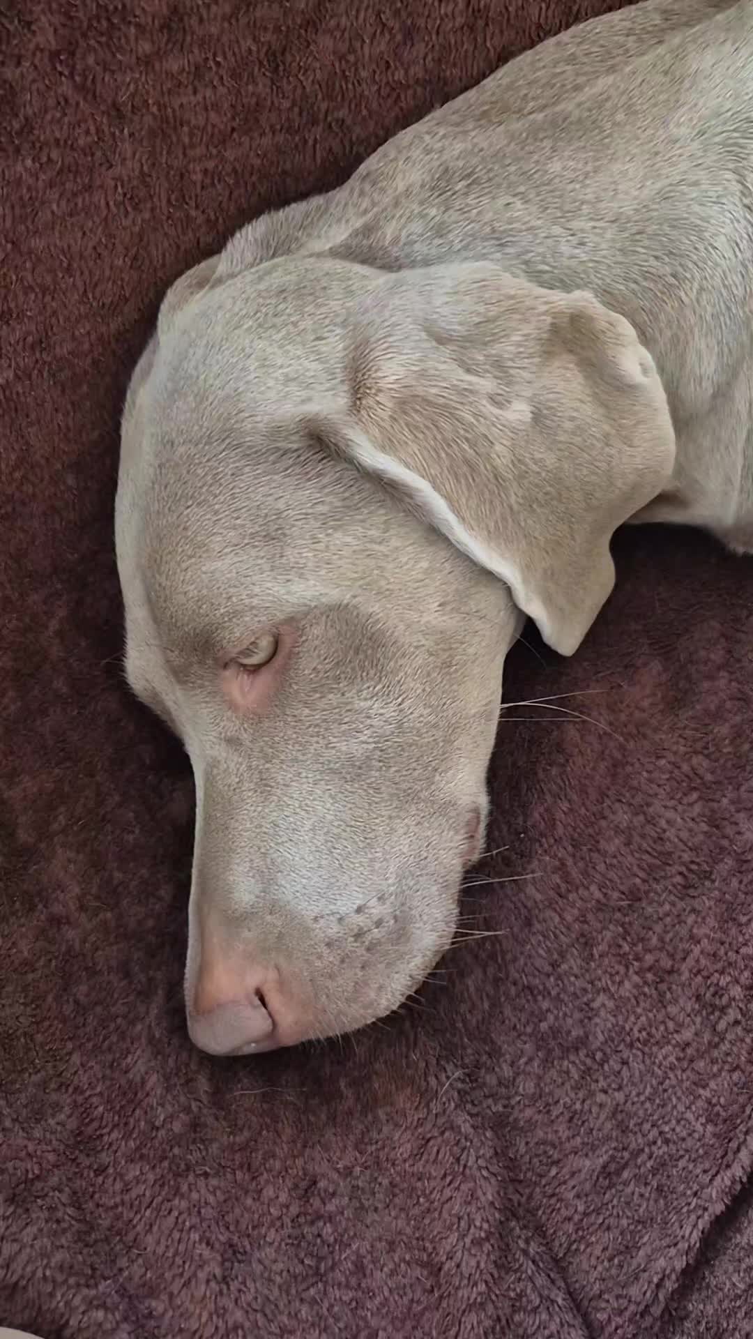 @Sabsky weimaraners
