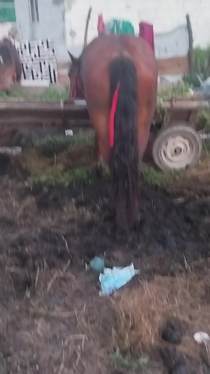 @Dan Dan Bobadieru