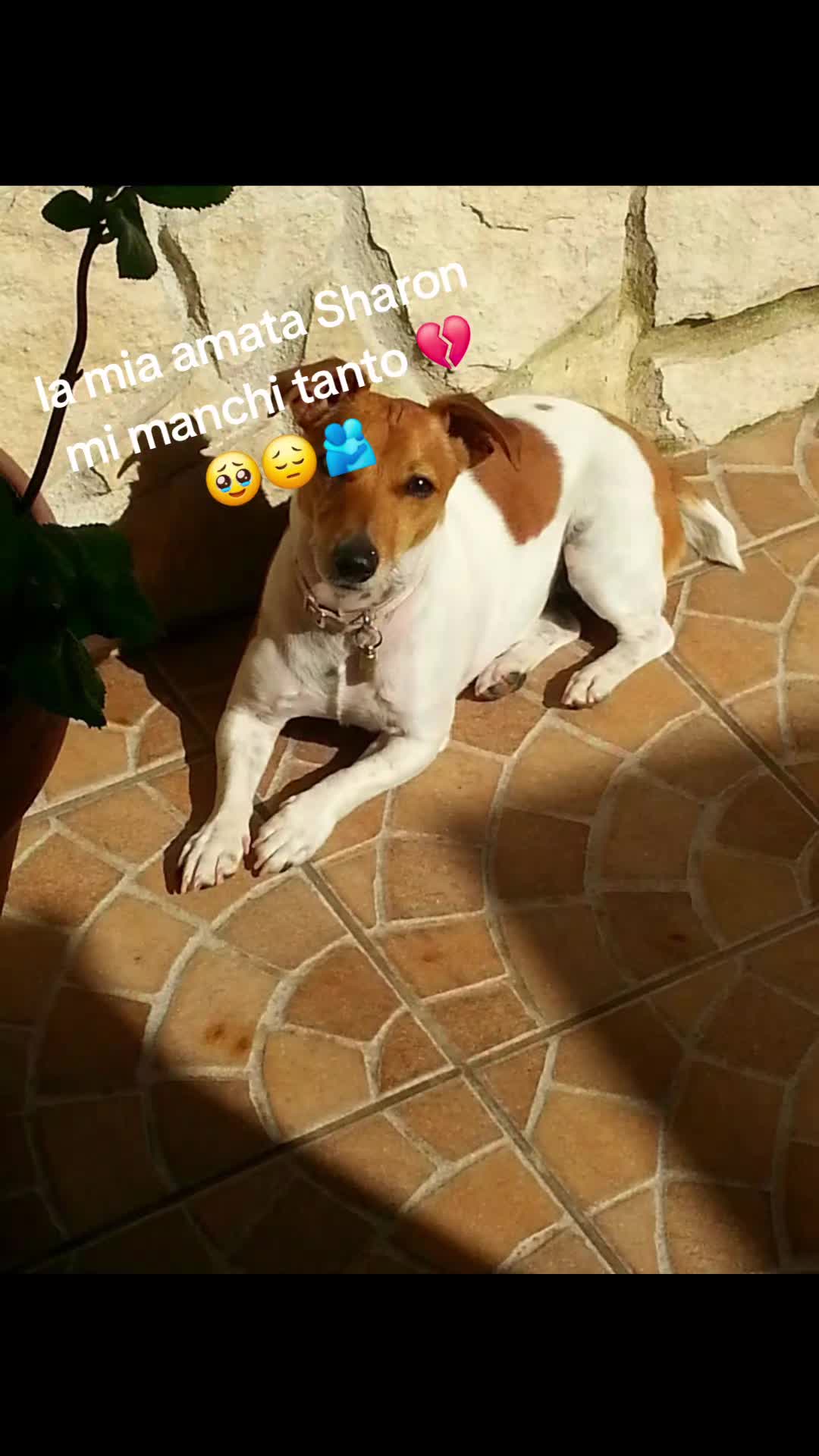 @angelicaa 2021