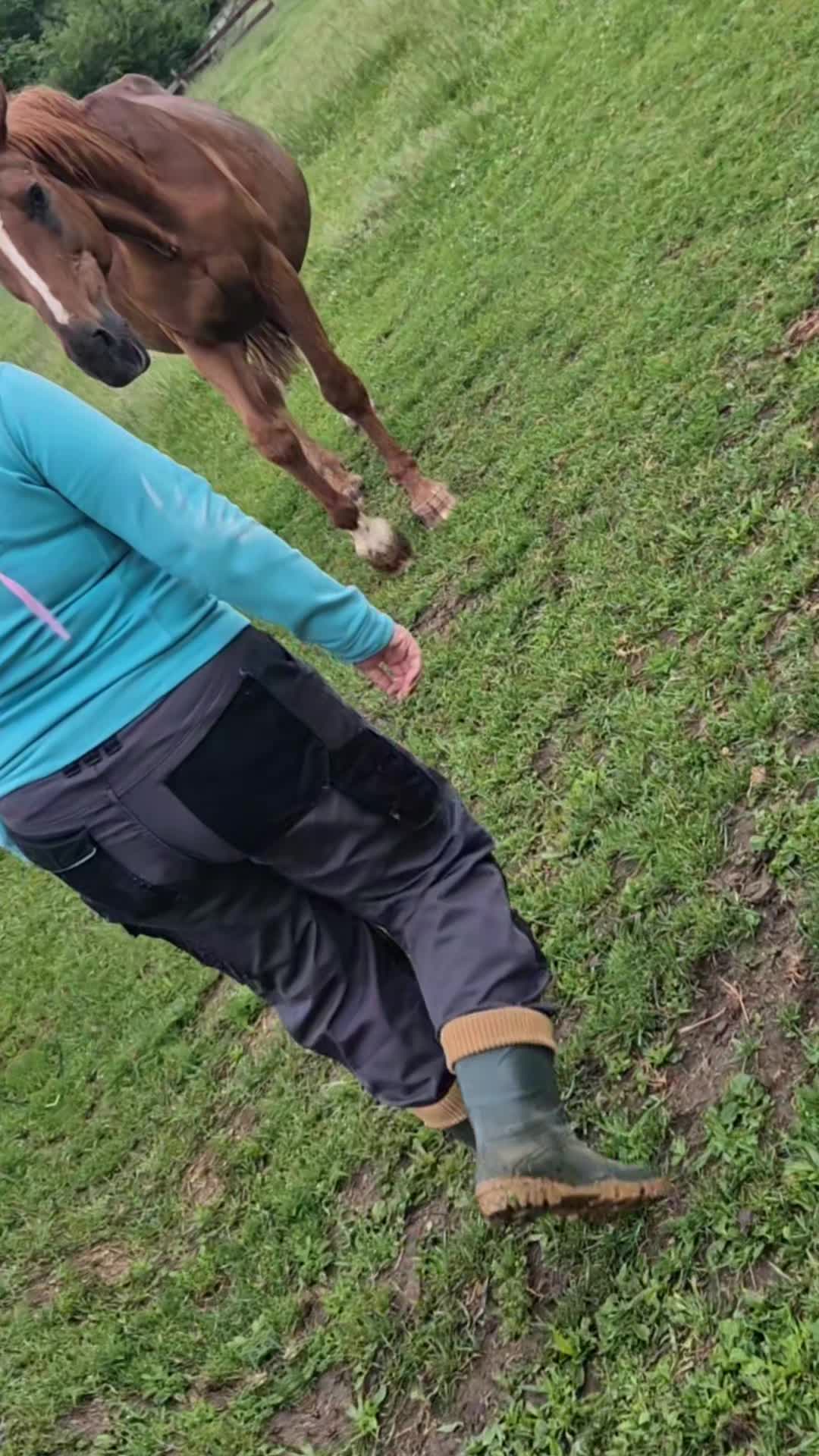 @Sabsky weimaraners