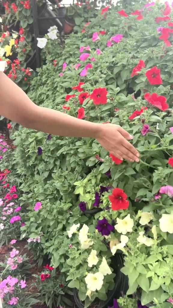 @🦋โซนู🦋