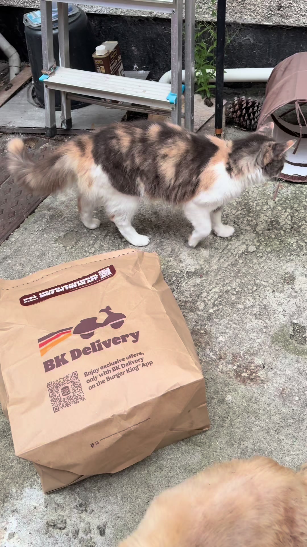 @wildkittyog