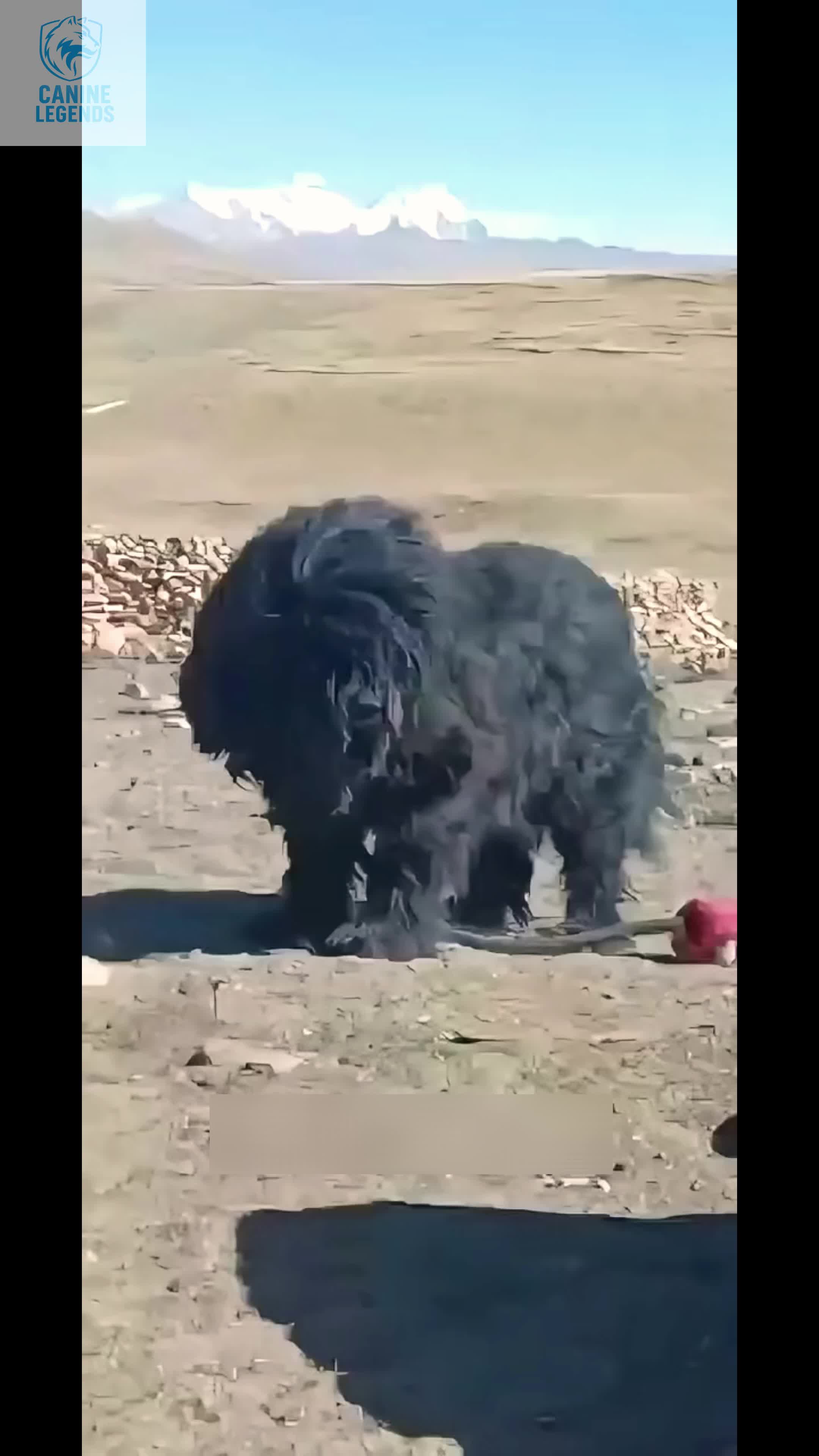 @Canine Legends