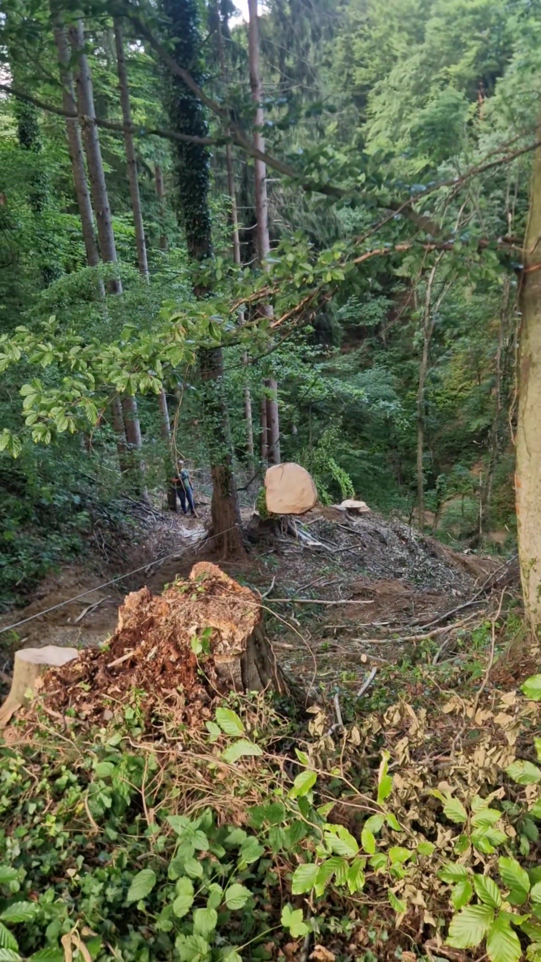 @@krenn-holz-forst