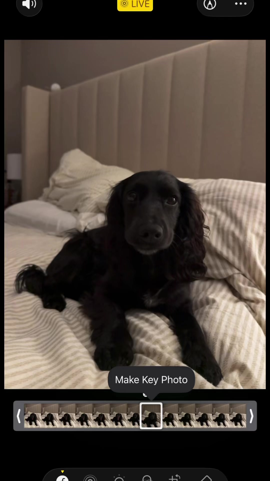 @maggie.moo.cocker