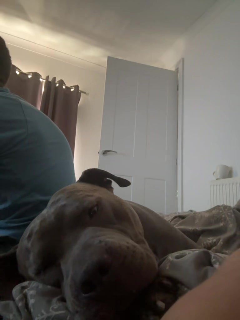 @Uk_dogs.