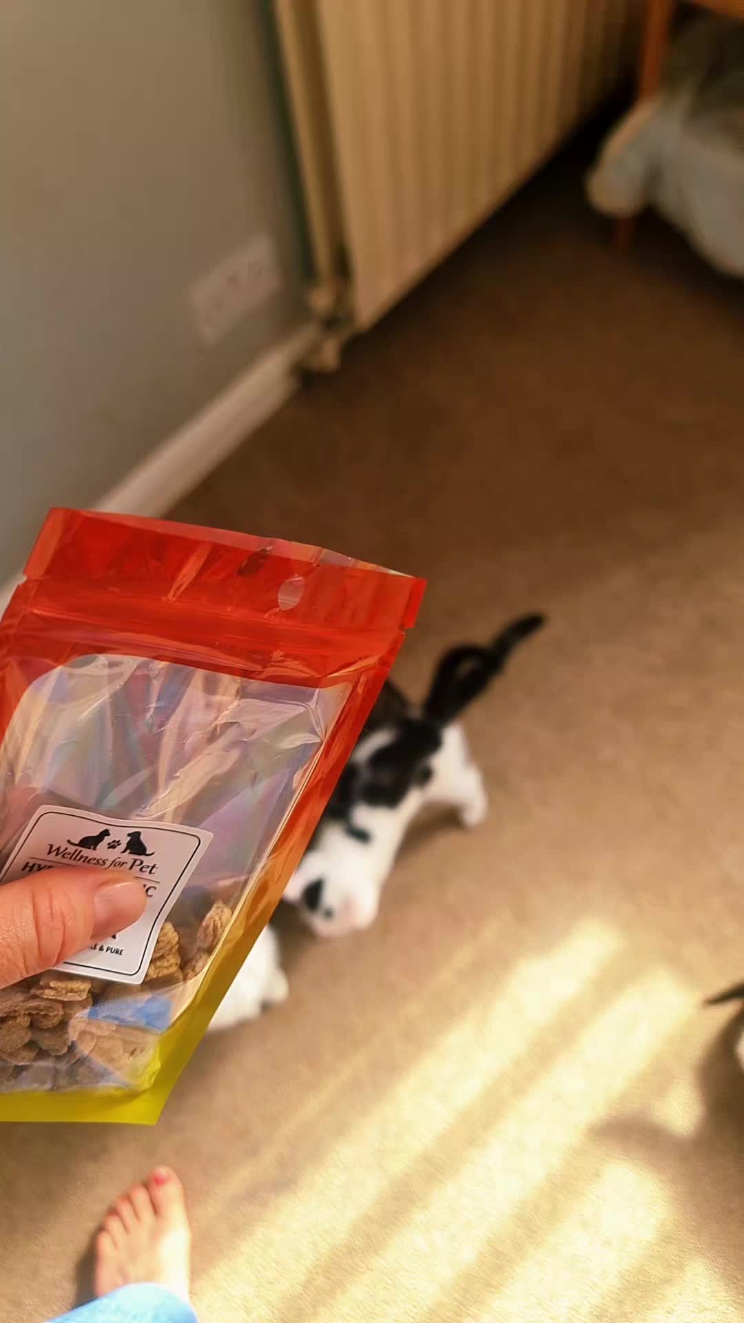 @Wellness for Pet