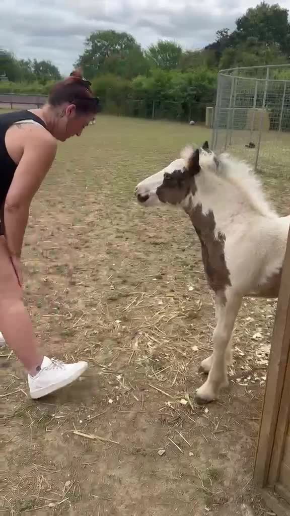 @Valgrays bc & animal rescue