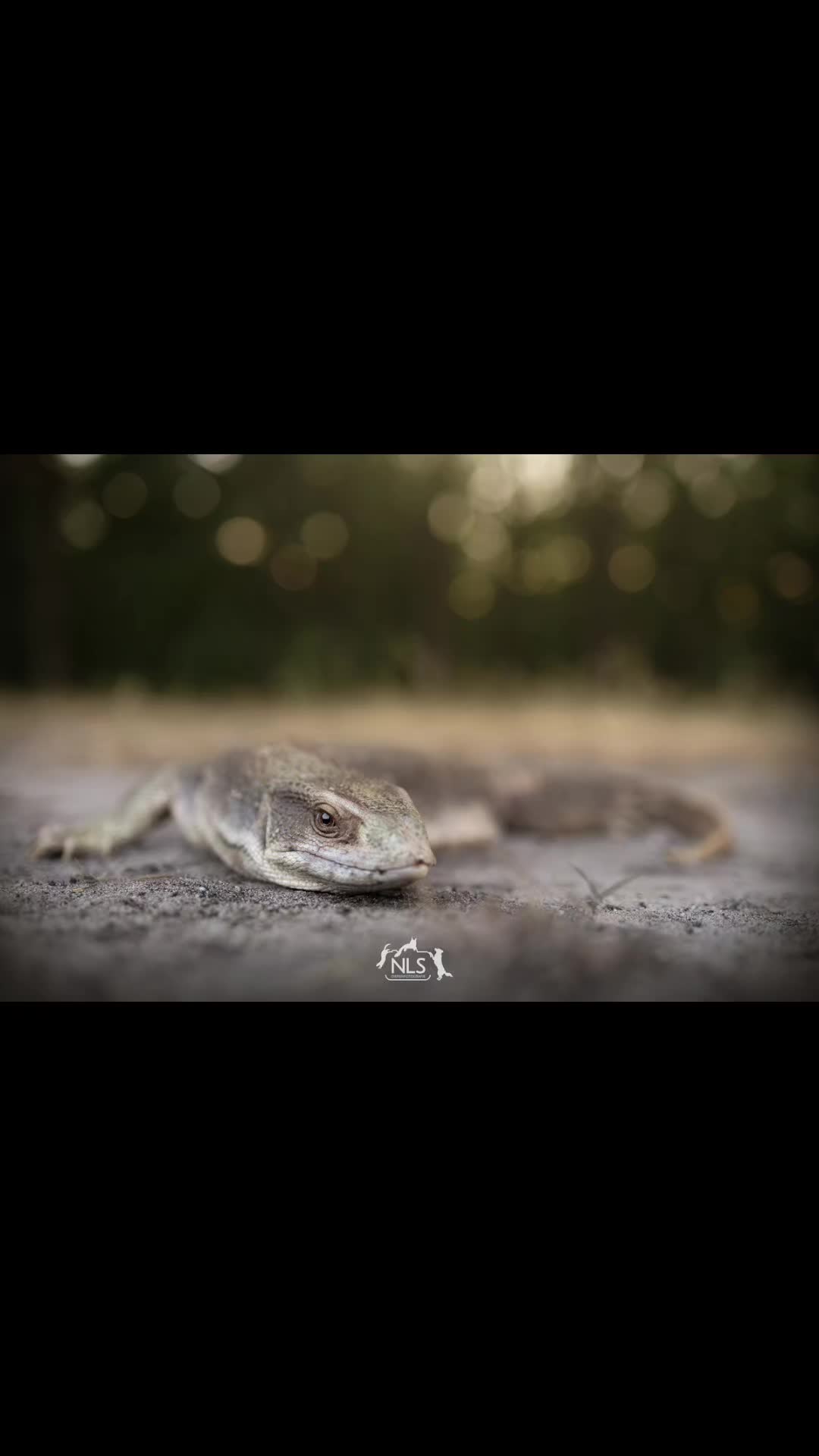 @Bestiesbeasties