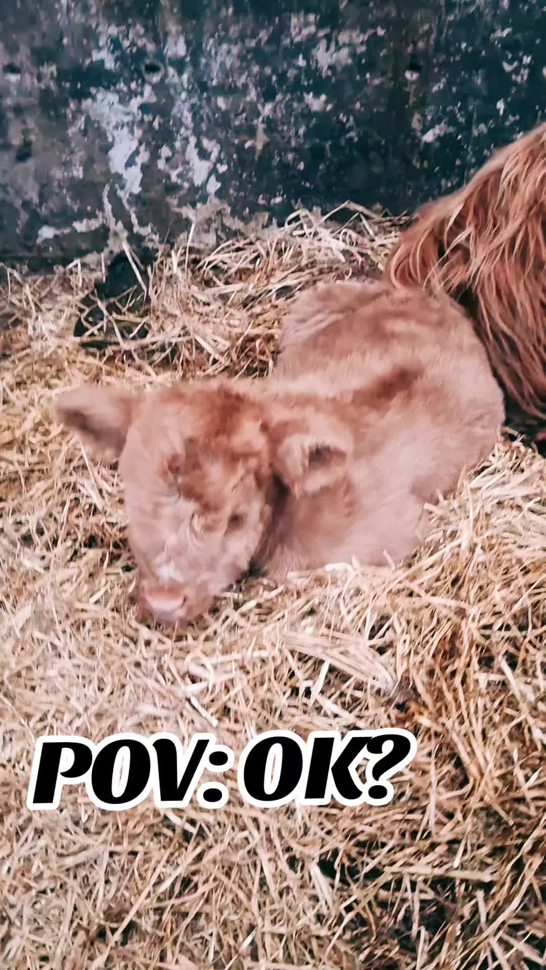 @Highland.Bull