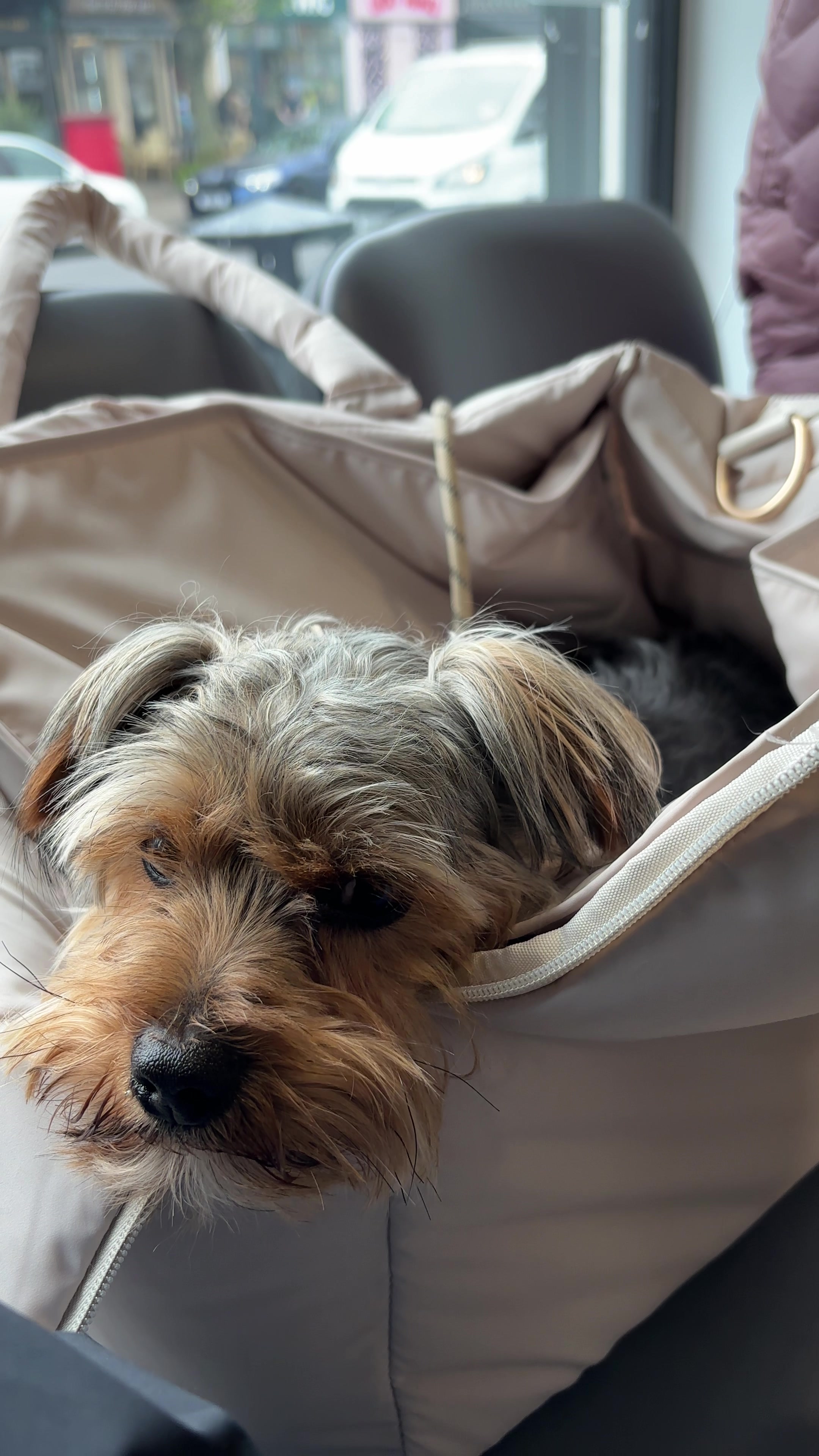 @Benjie the Yorkie