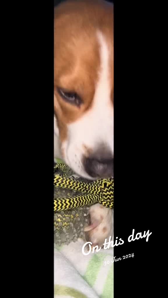 @Neo_The_Beagle