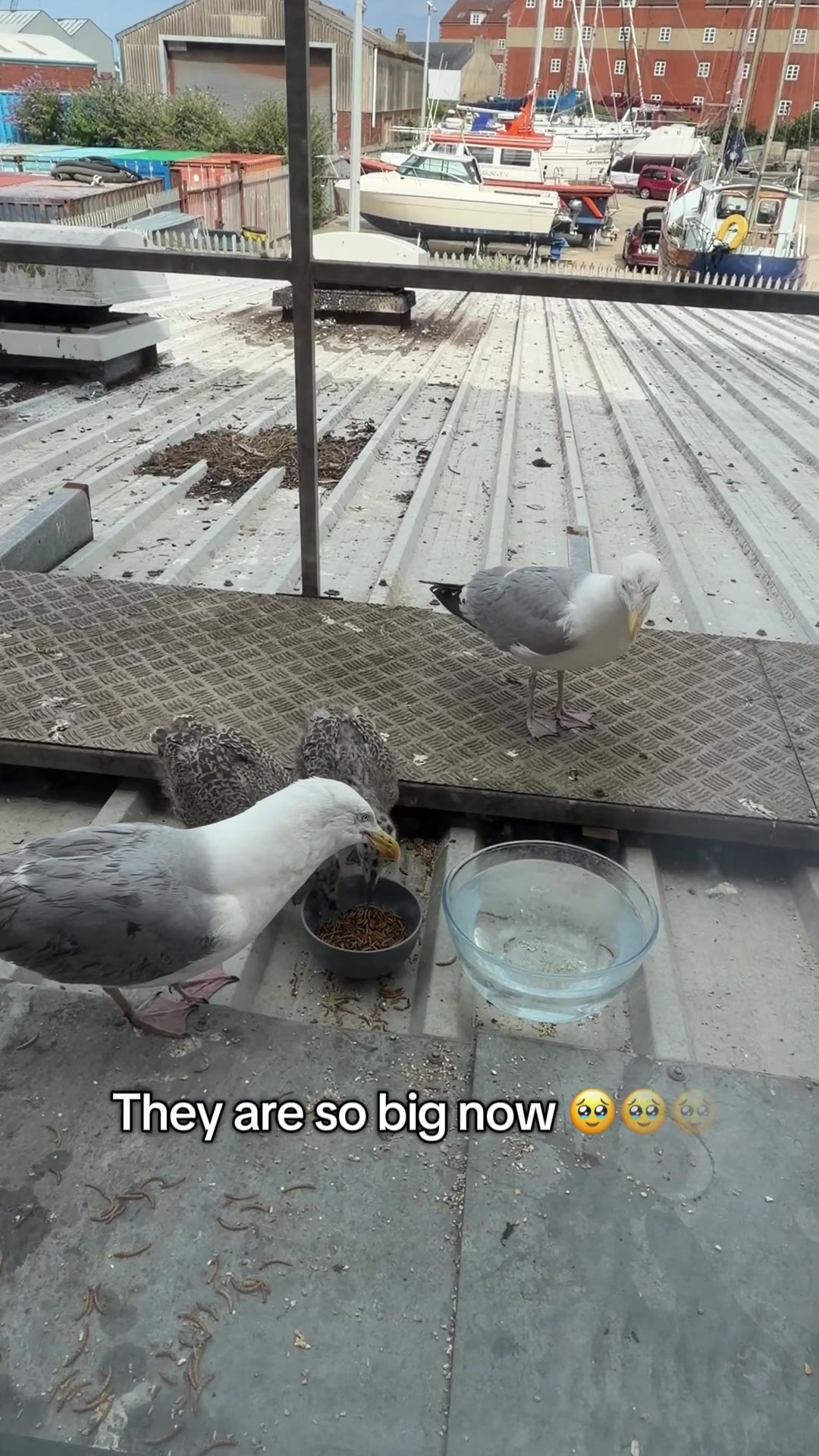 @slavic_cat_mum