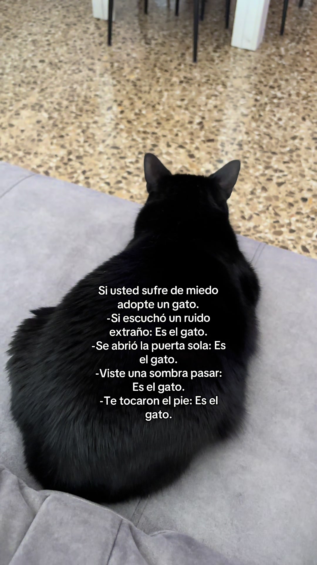 @BlackCatsMatter