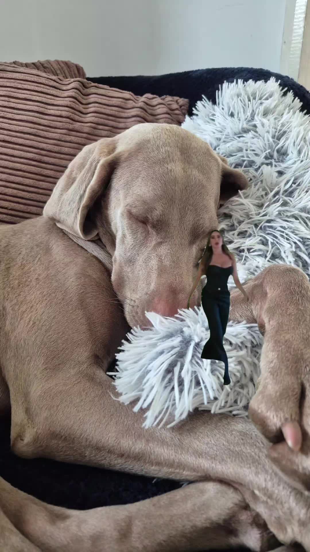 @Sabsky weimaraners
