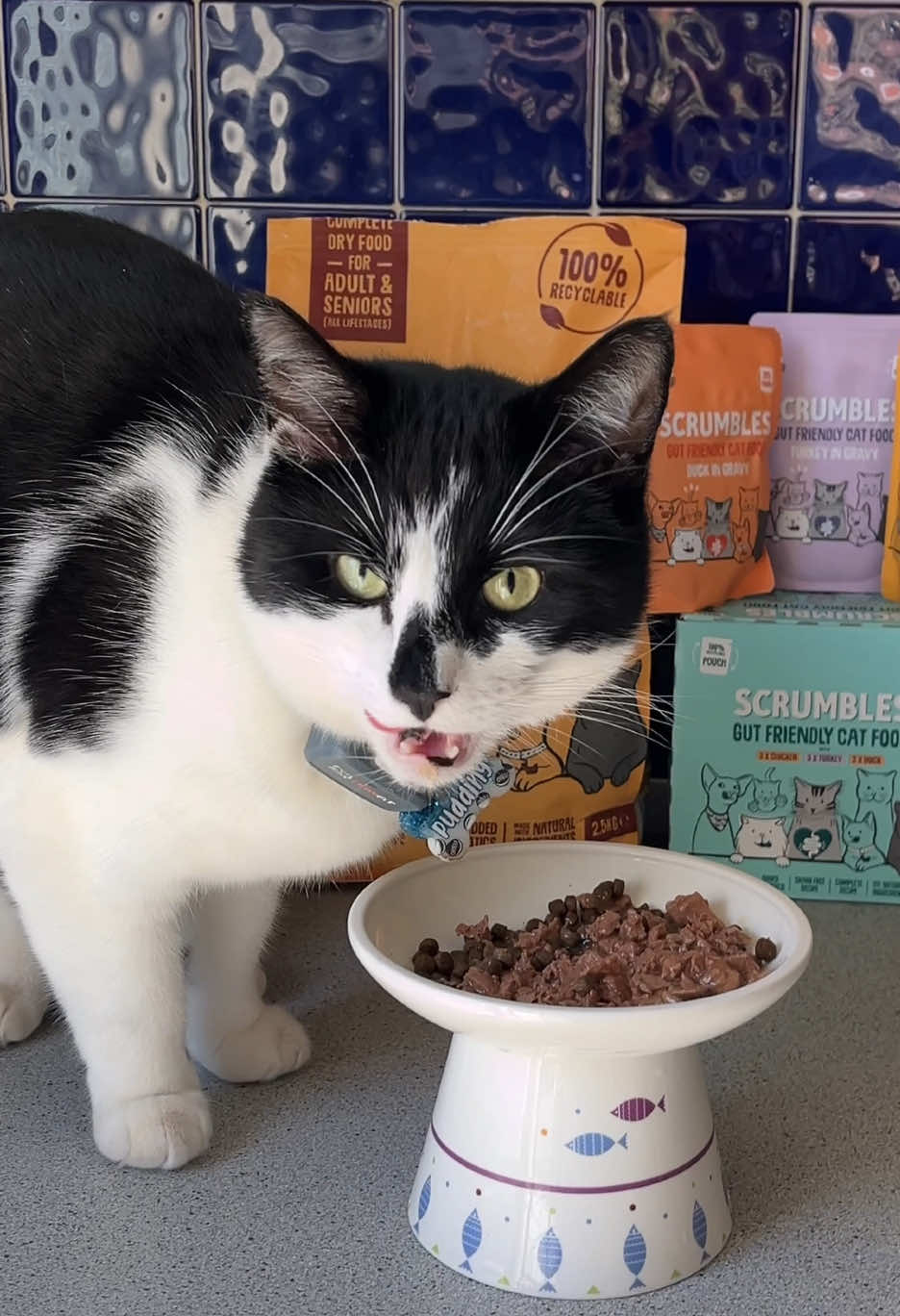 @Pudding | Cat UGC Creator