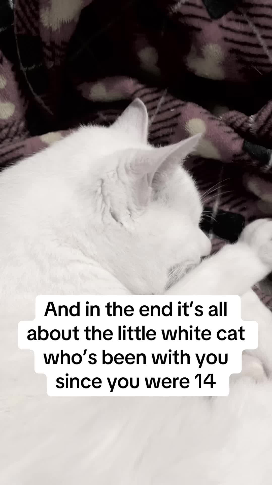 @Randomcattoebeans ˖𖥔  ˖ ⊹ ࣪˖