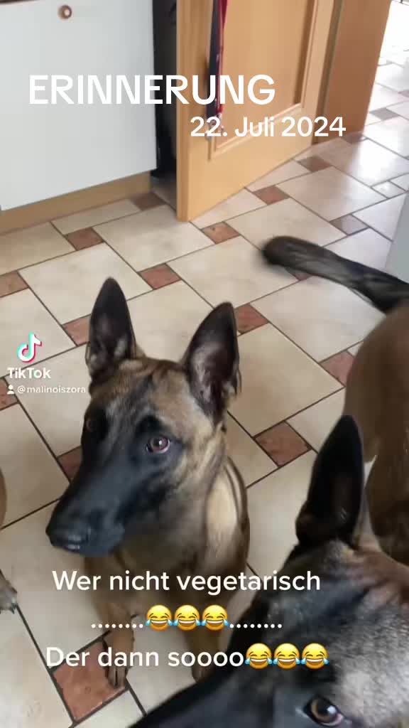 @malinois_und_ich