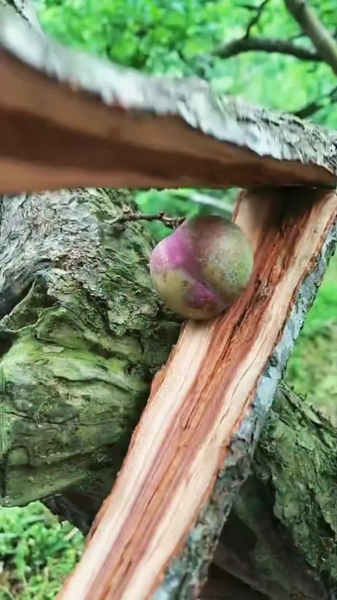 @Fruits🍑 Video