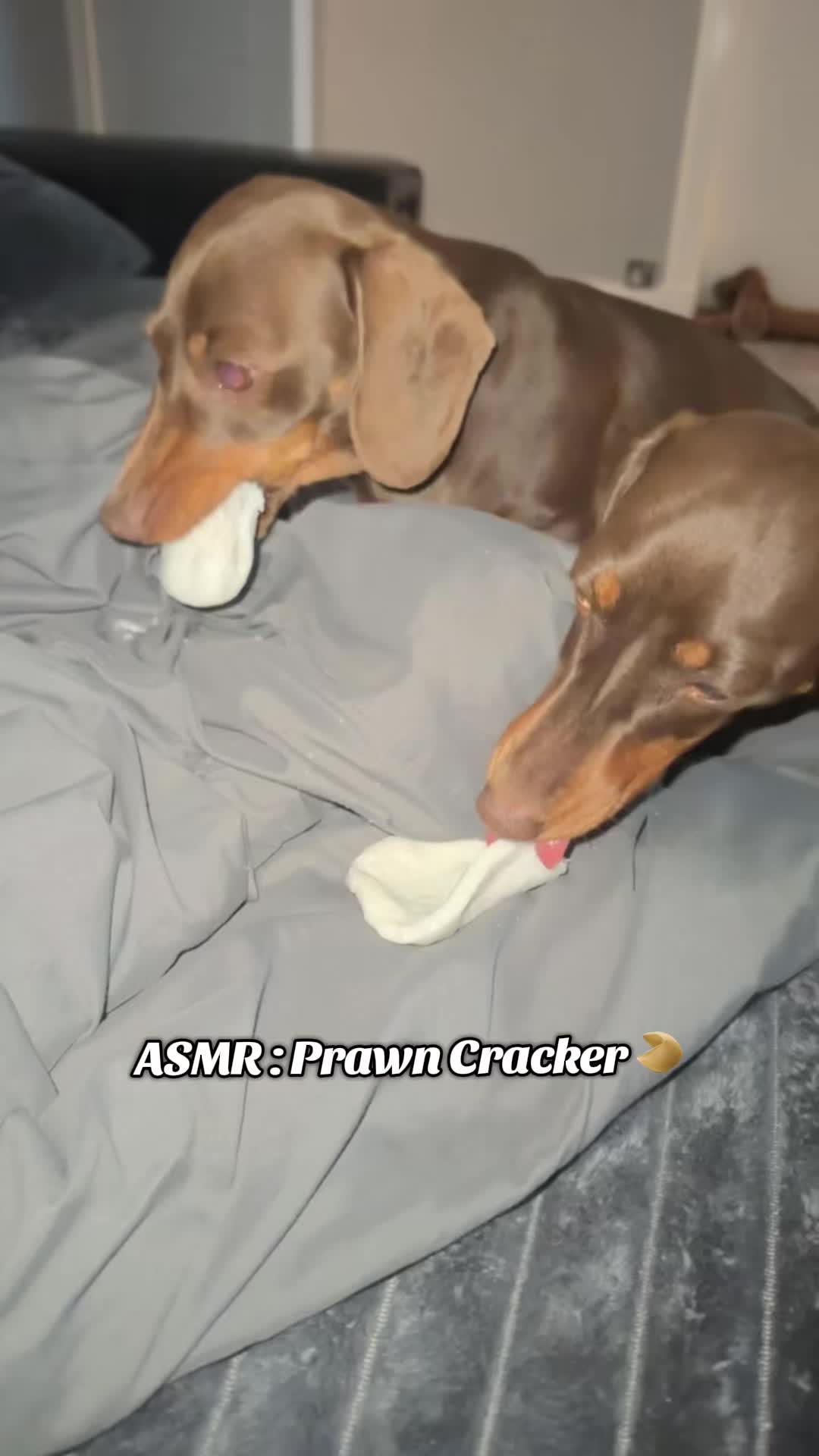@ciciolive_mini_weiners