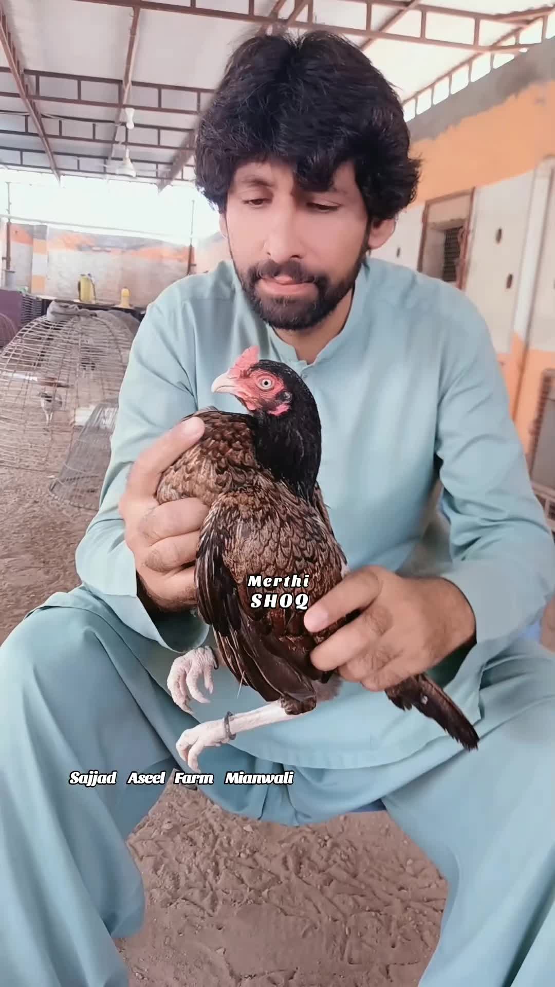 @Sajjad Aseel Farm
