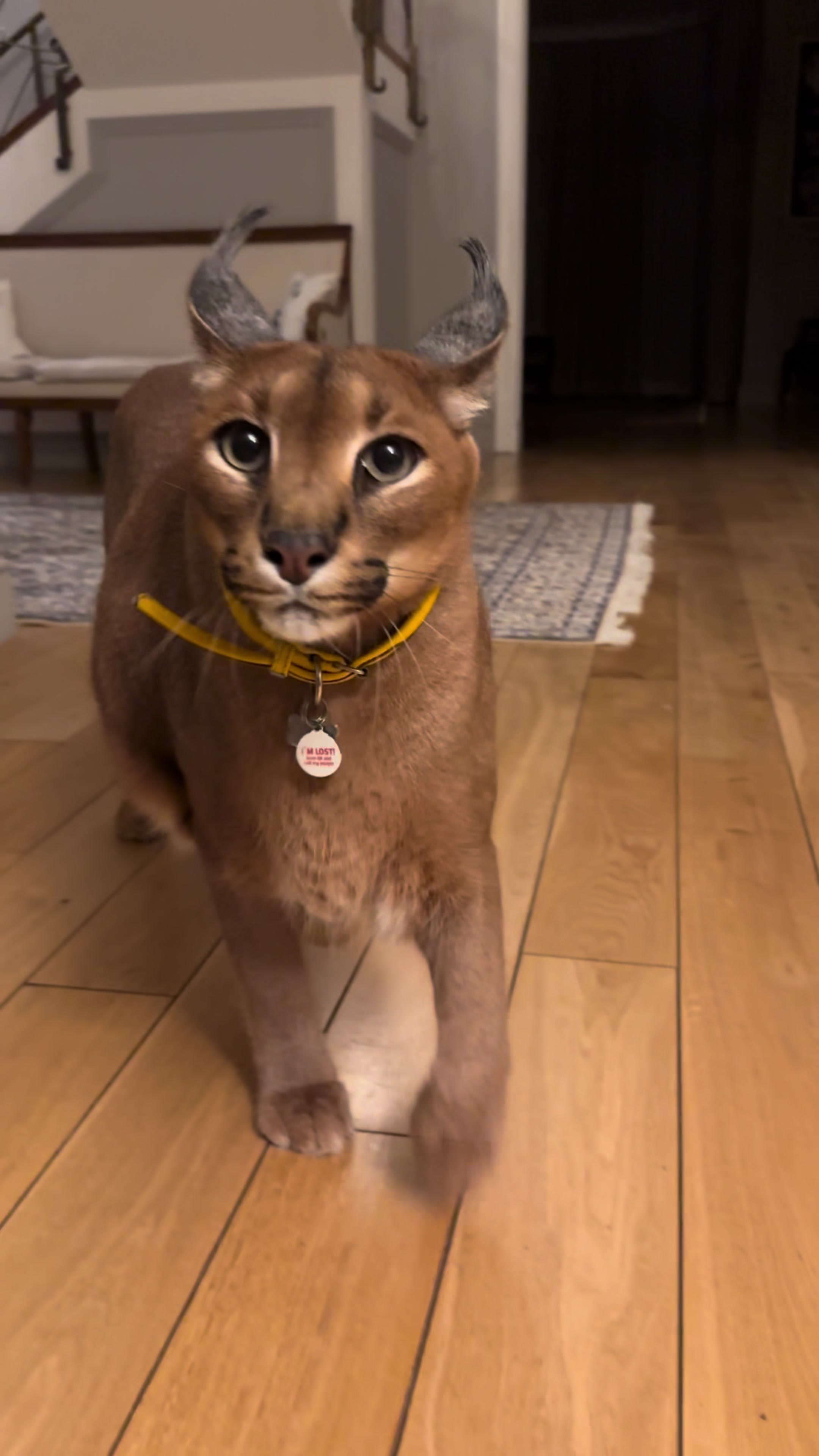 @Pumba Caracal