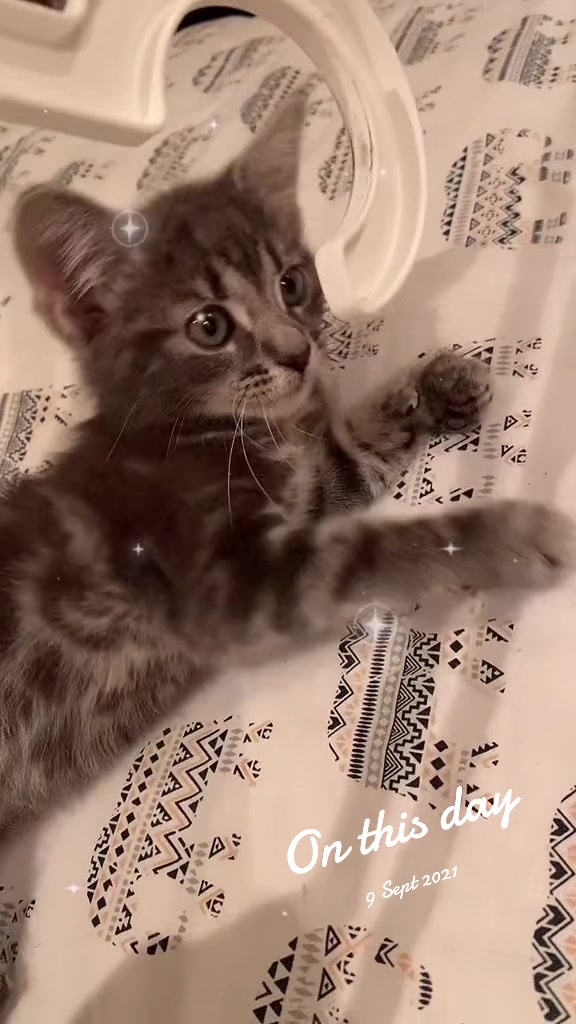 @Miracle Kittens