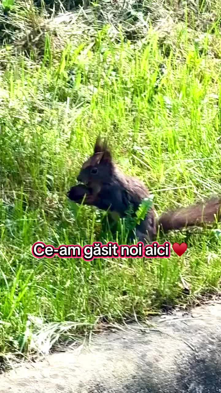 @Andrnt