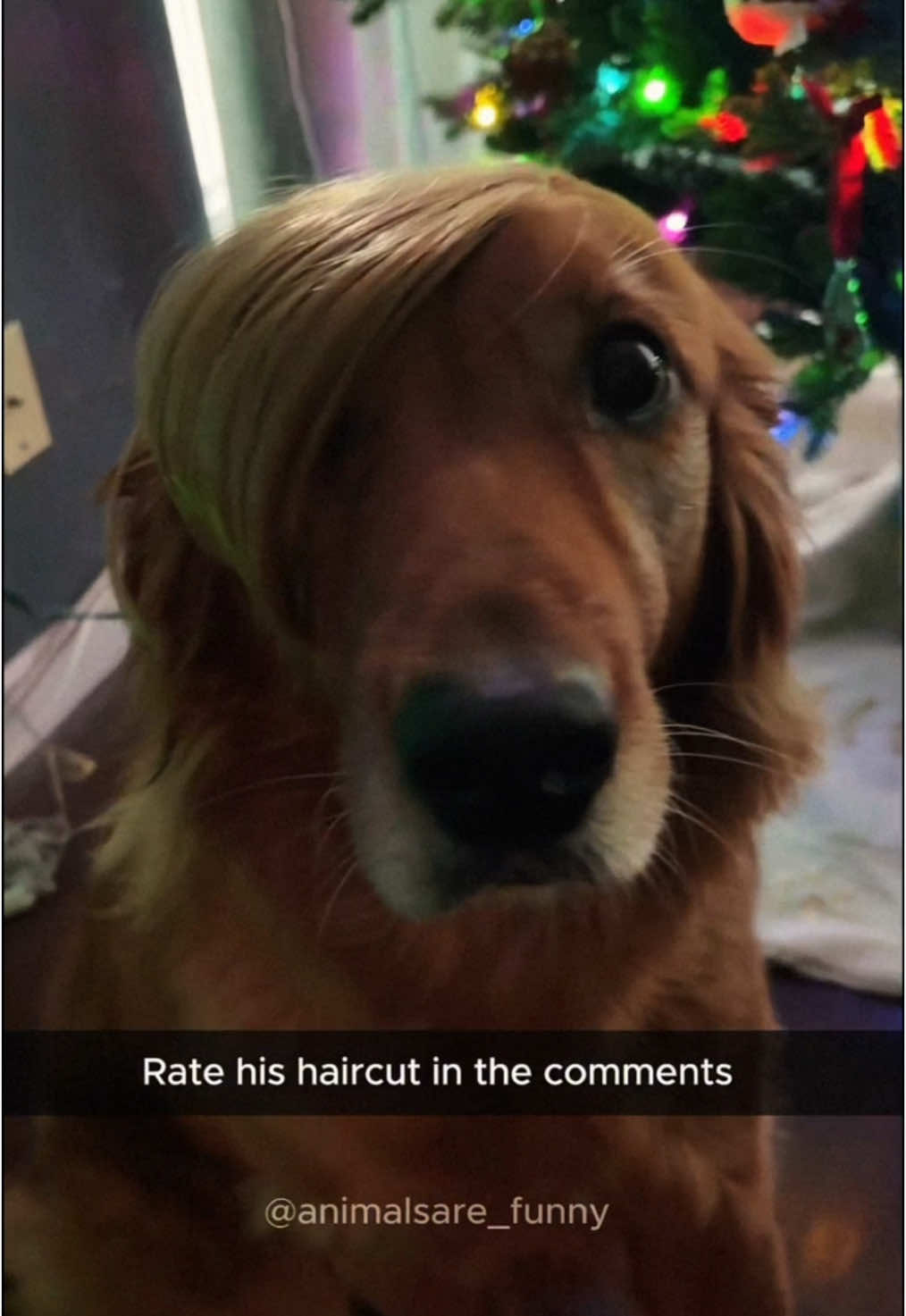 @Funny animals 😹🐶🇺🇸