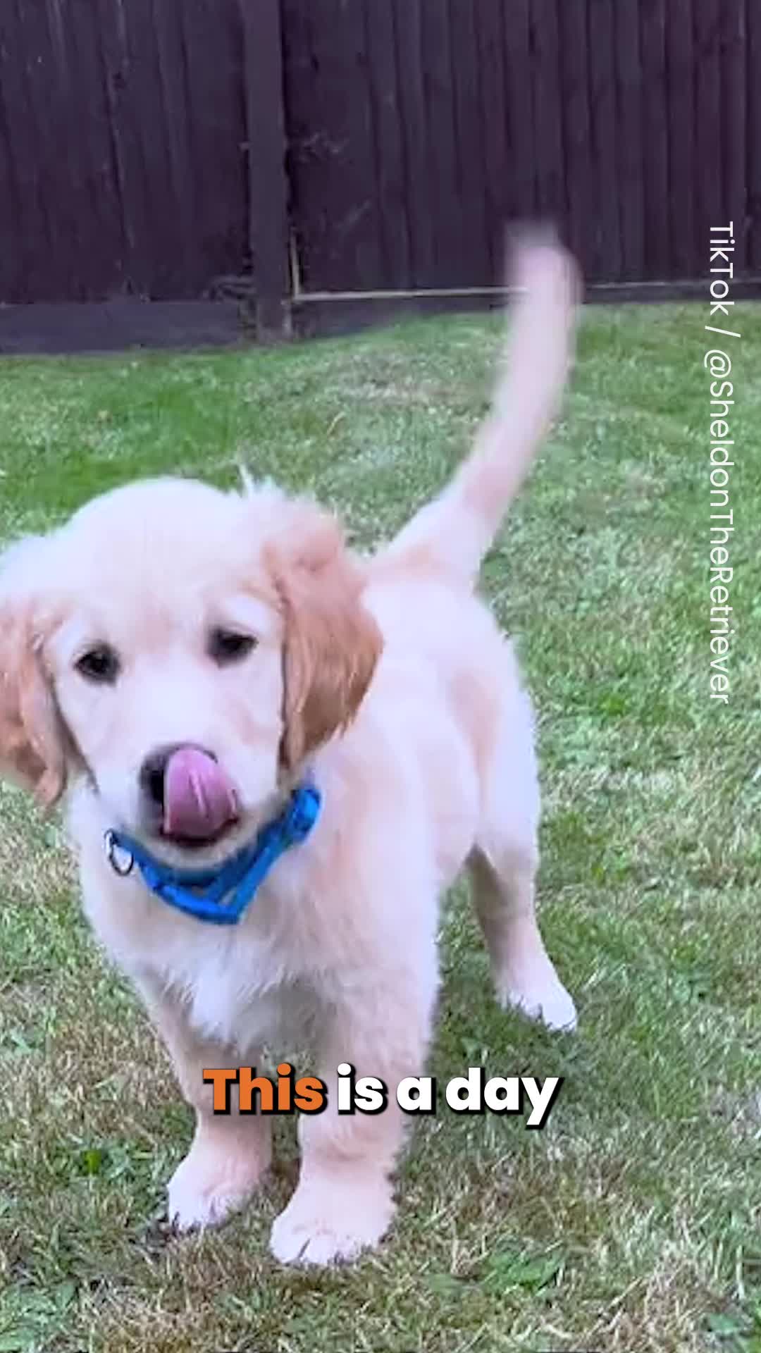 @Go Fetch