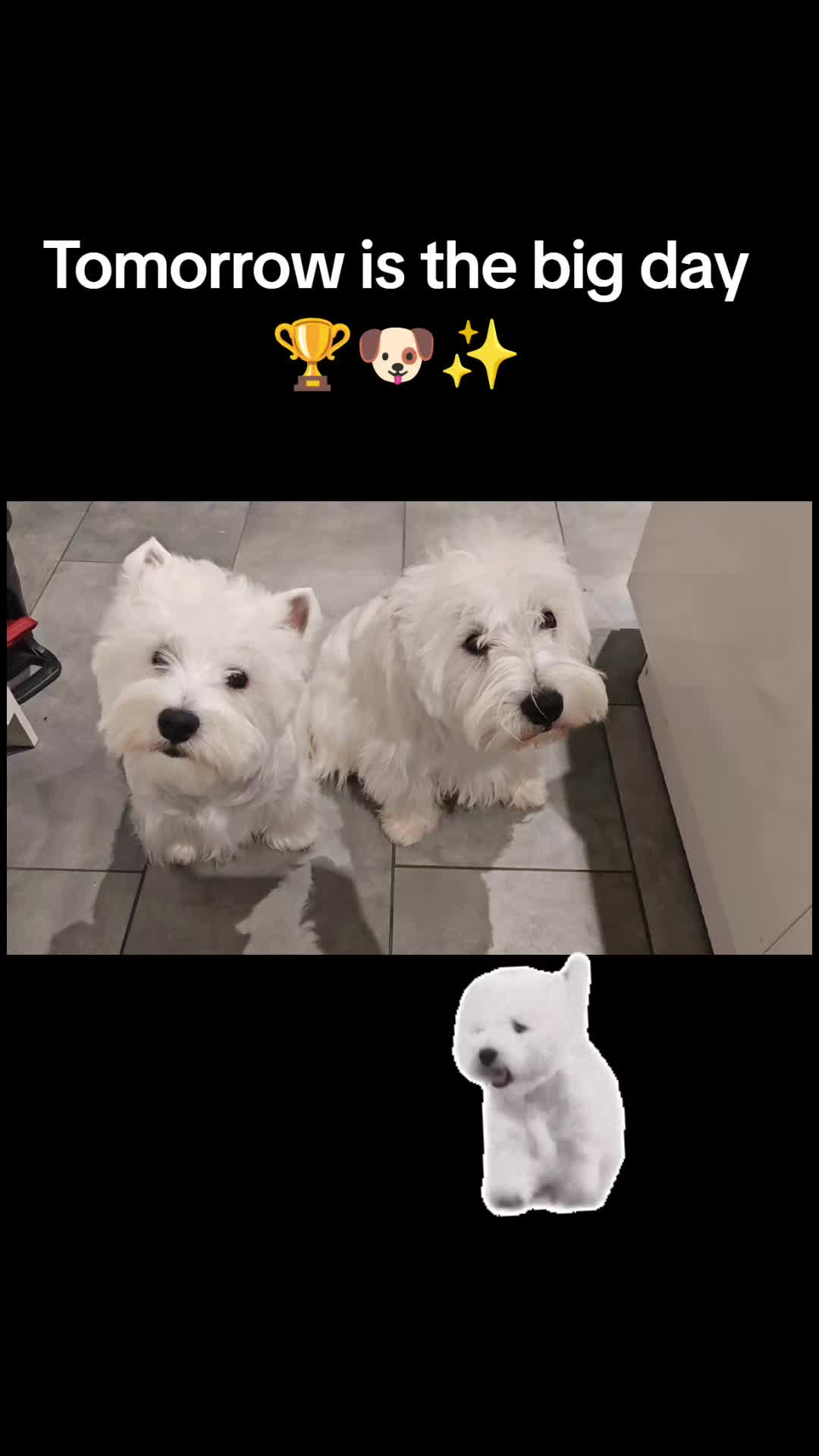 @Sugardoggy & Friends 2