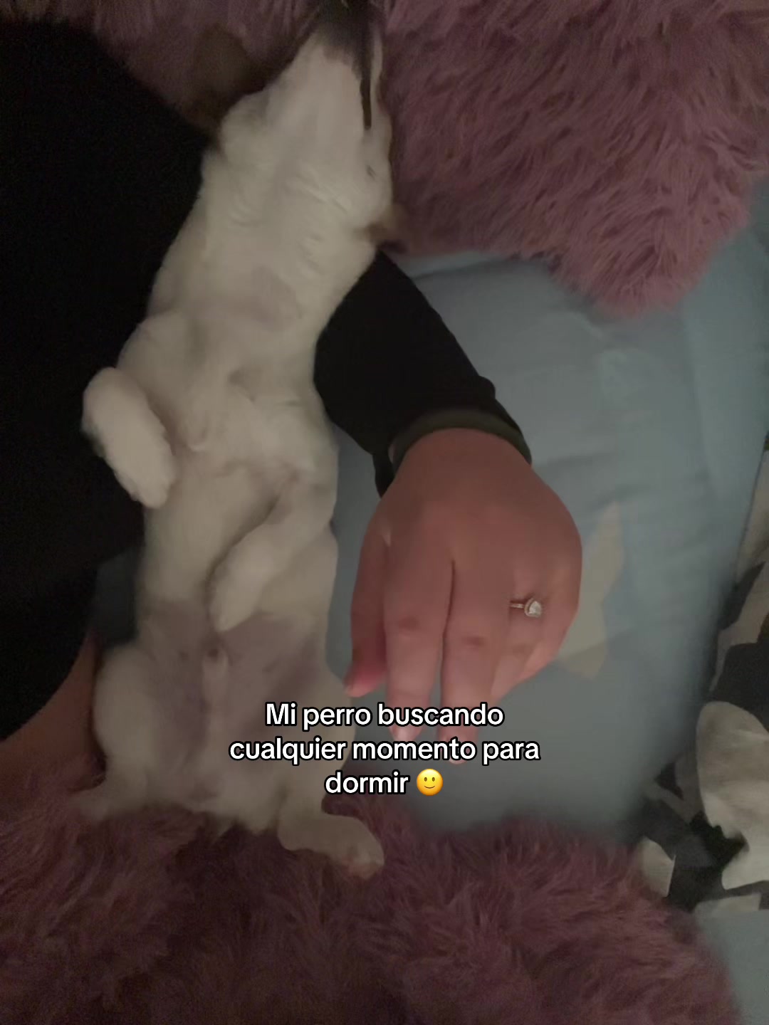 @Alejandra Zambrano