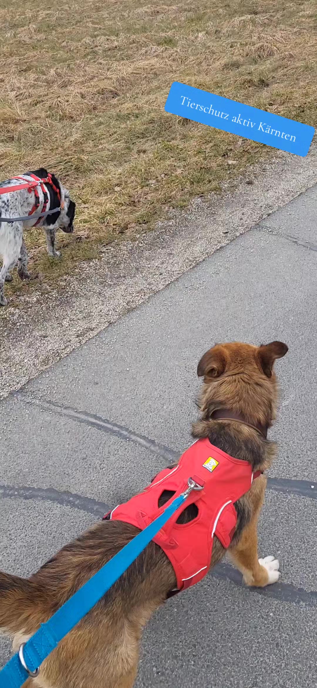 @tierschutz_aktivkaernten