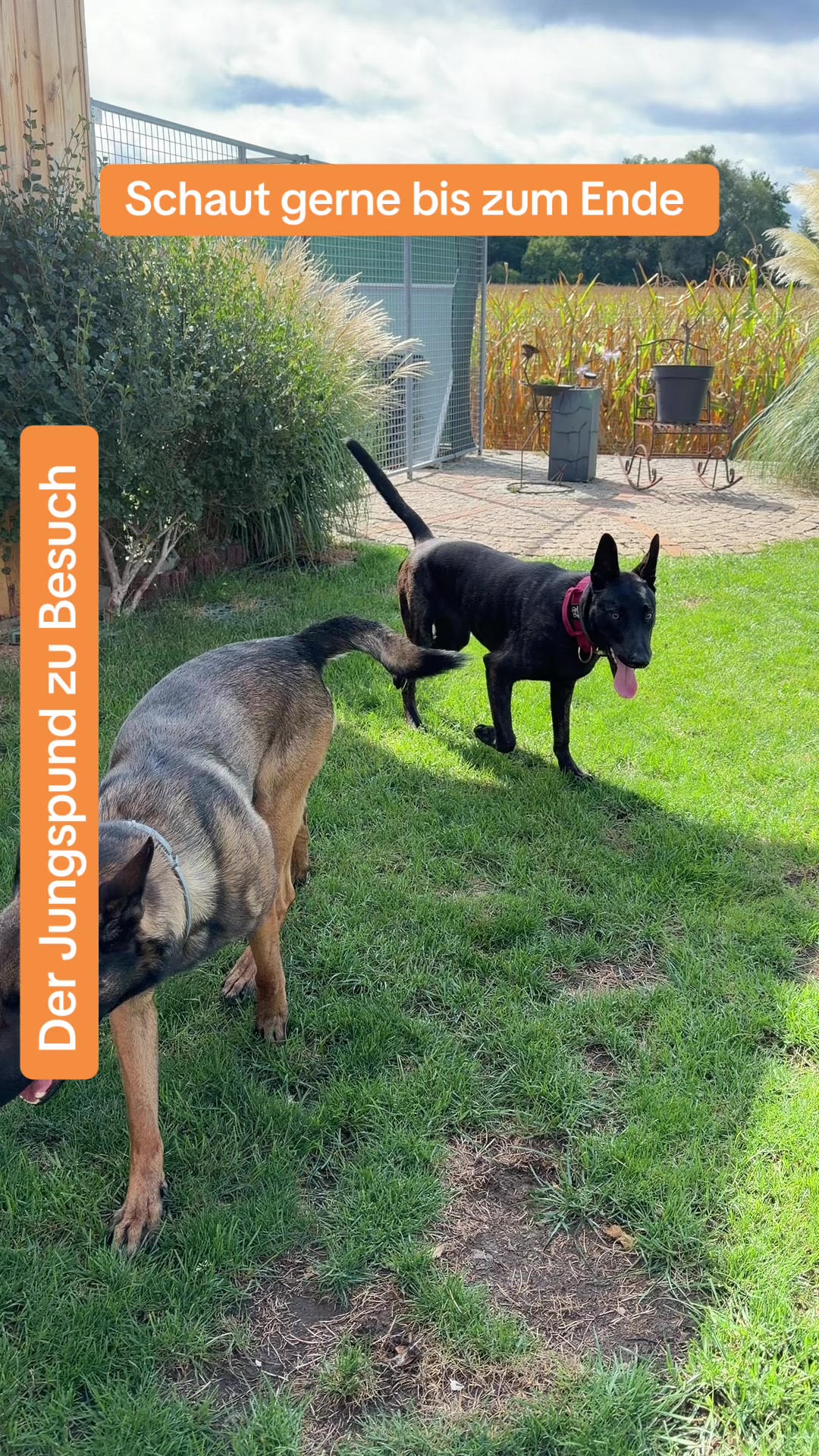 @malinois_und_ich