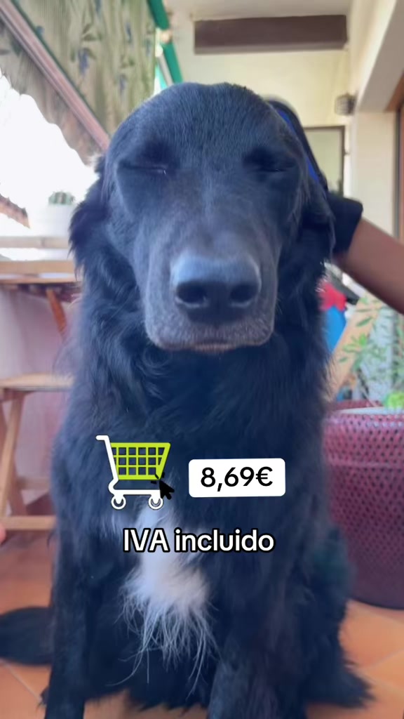 @Luiggi the Dog