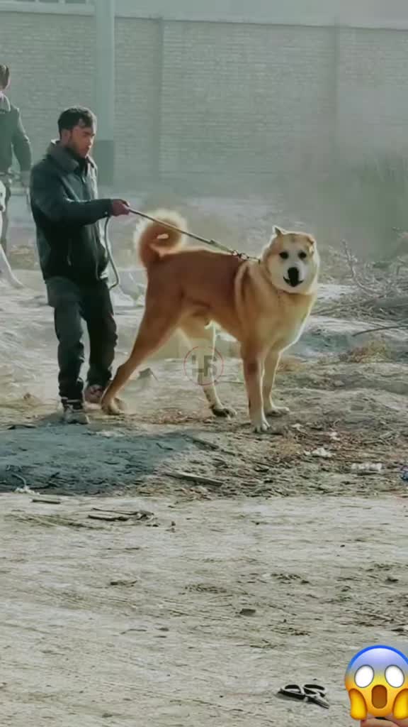 @Canine Legends