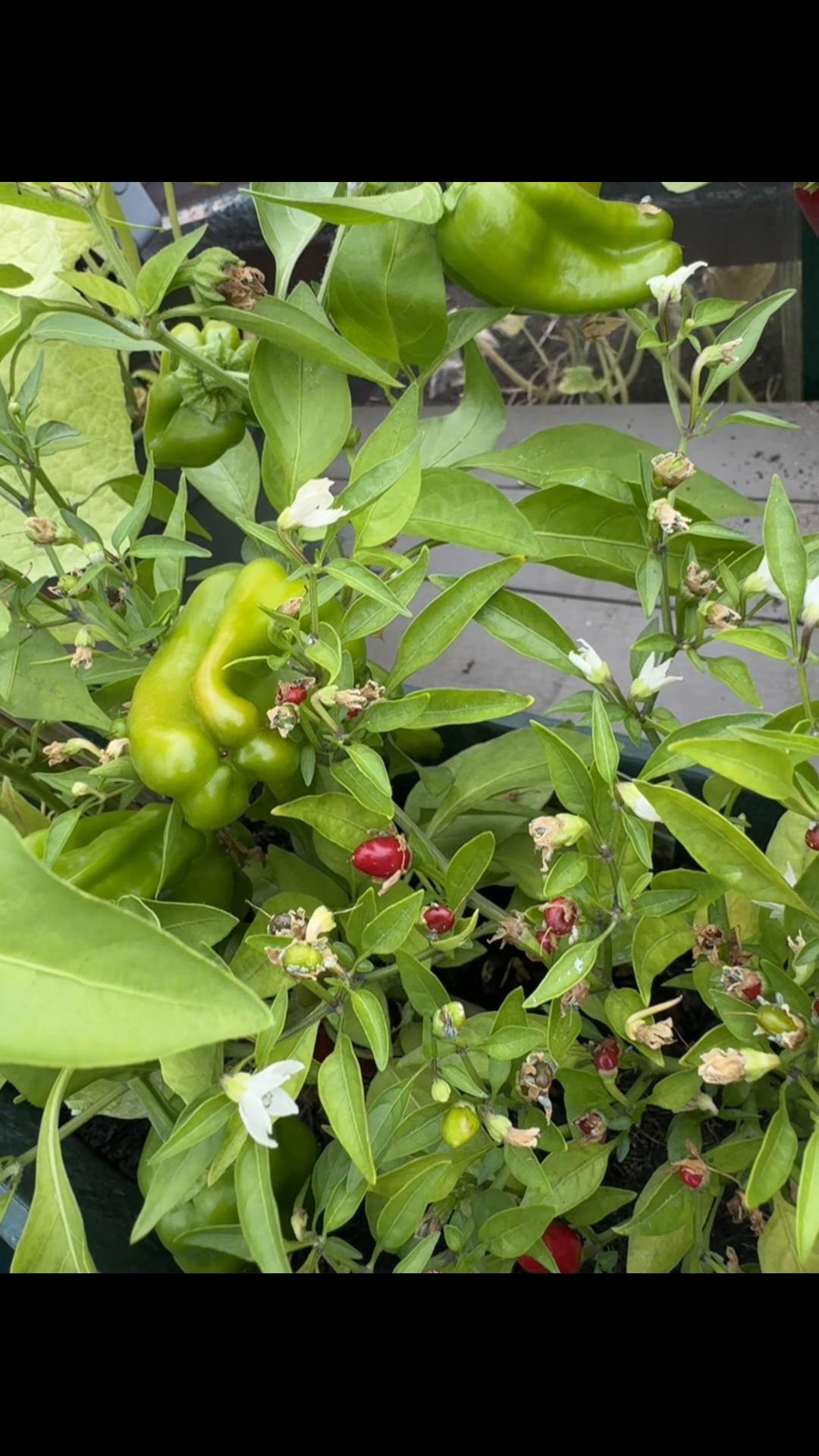@Granddad Greenhouse