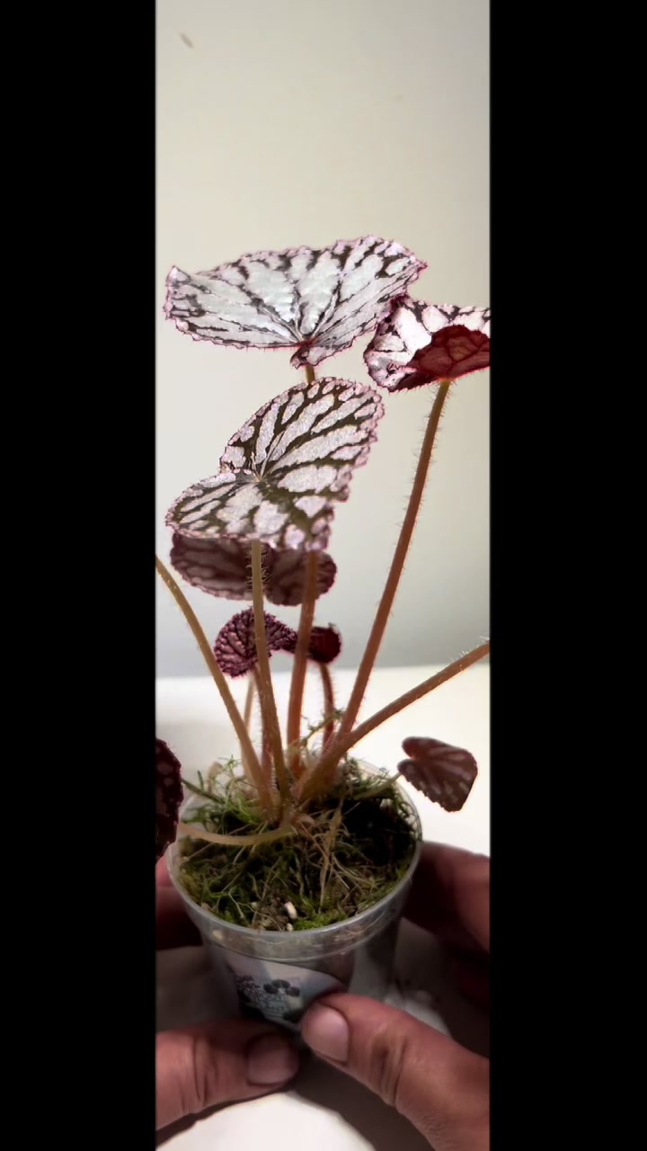 @About The Plant