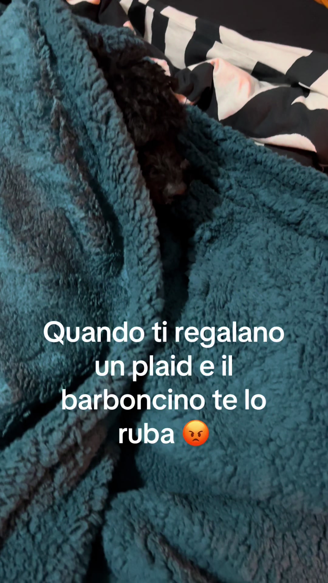 @alemangioo