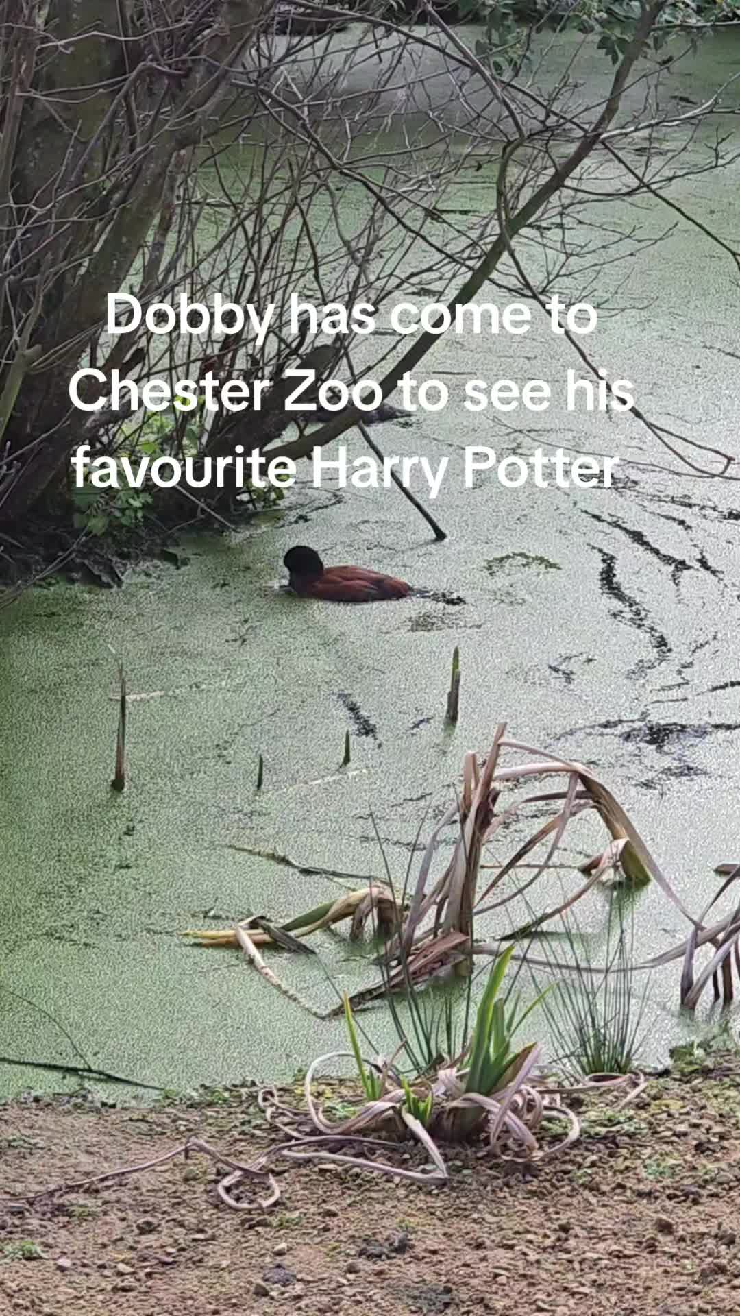 @LoneFireWolf95