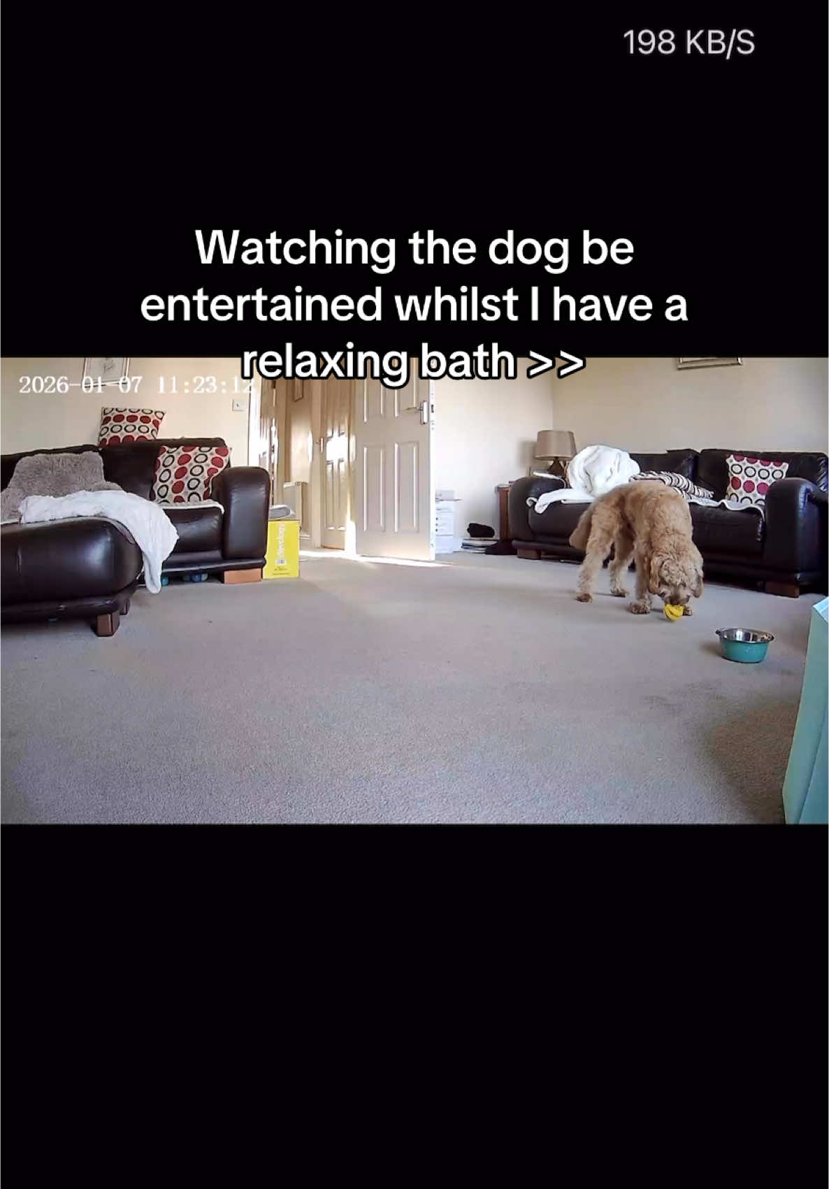 @Max the cavapoo 🐾