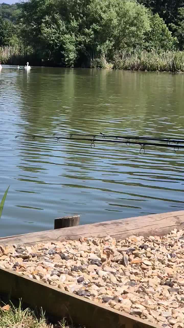 @colls Carp Fishing