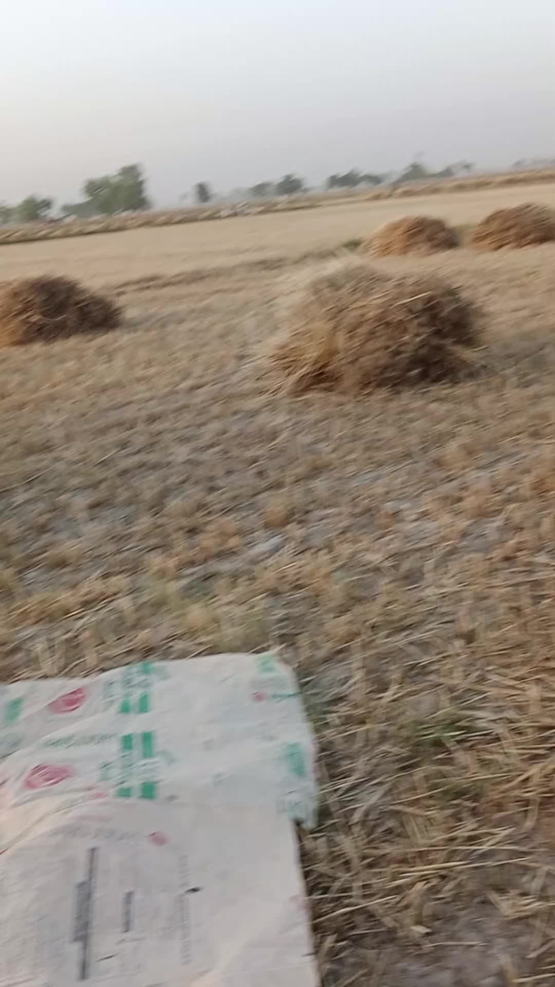 @پینڈو آفیشل🤪🤪