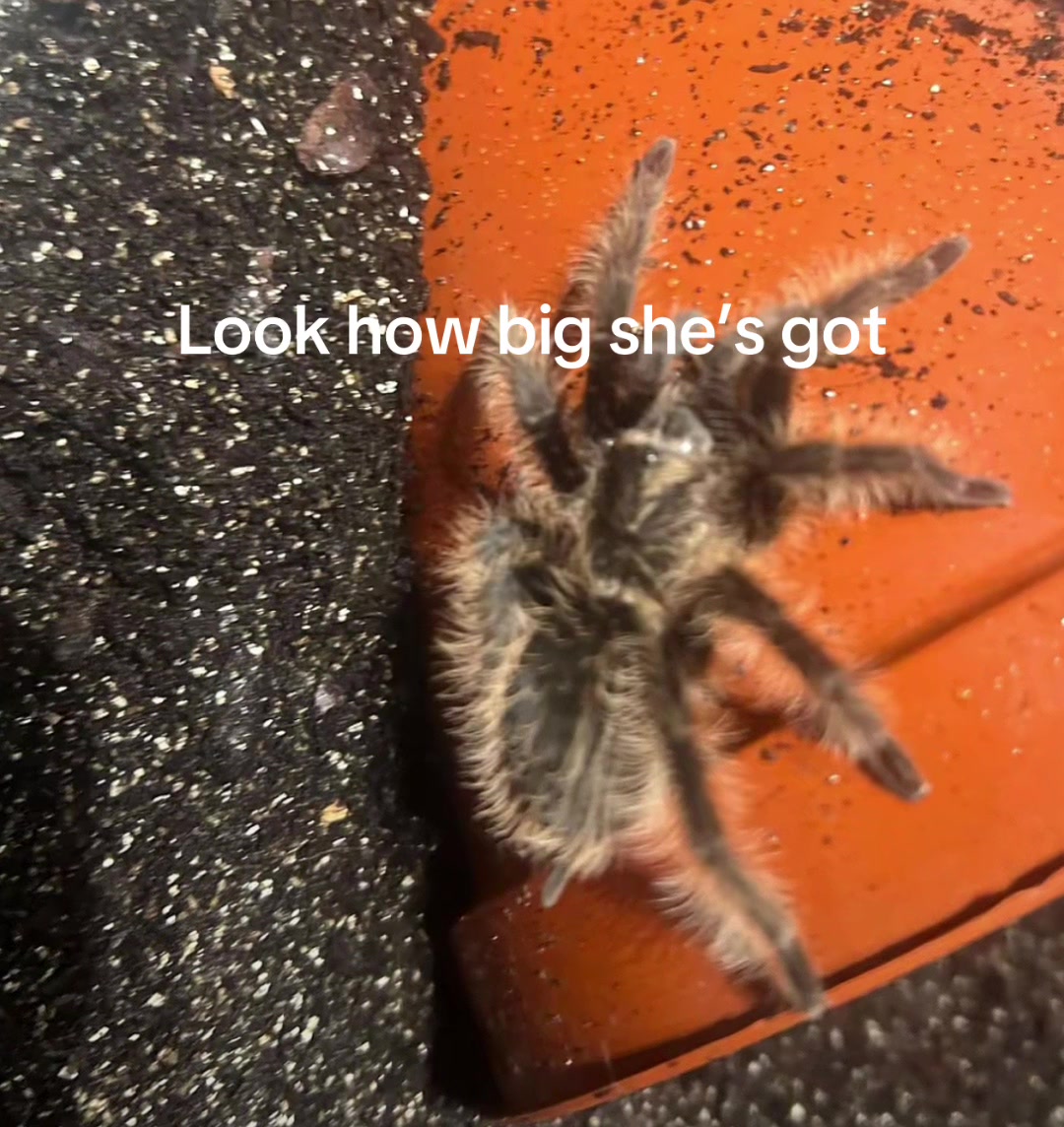 @Wings, Stings and Things 🪳🕷️