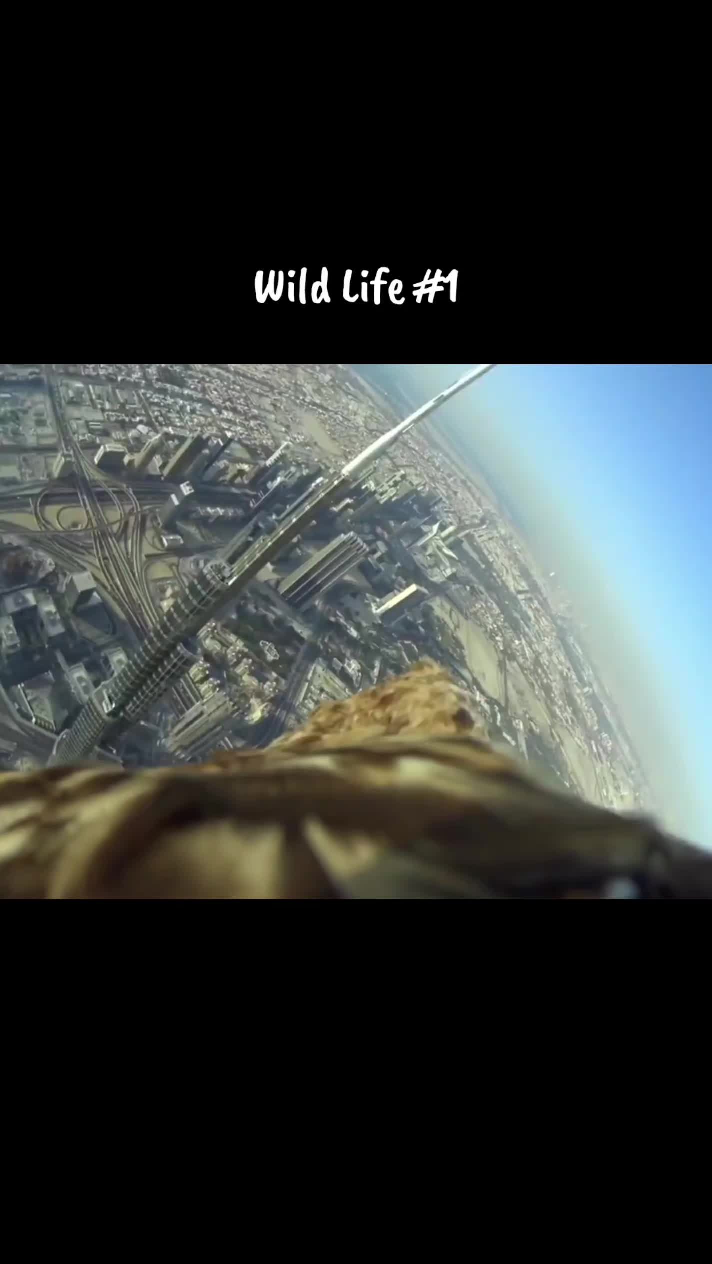 @WildLife2026
