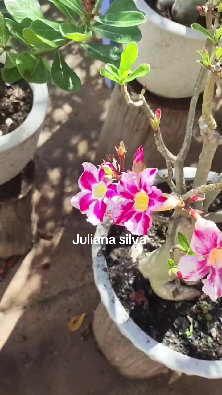 @Juliana silva