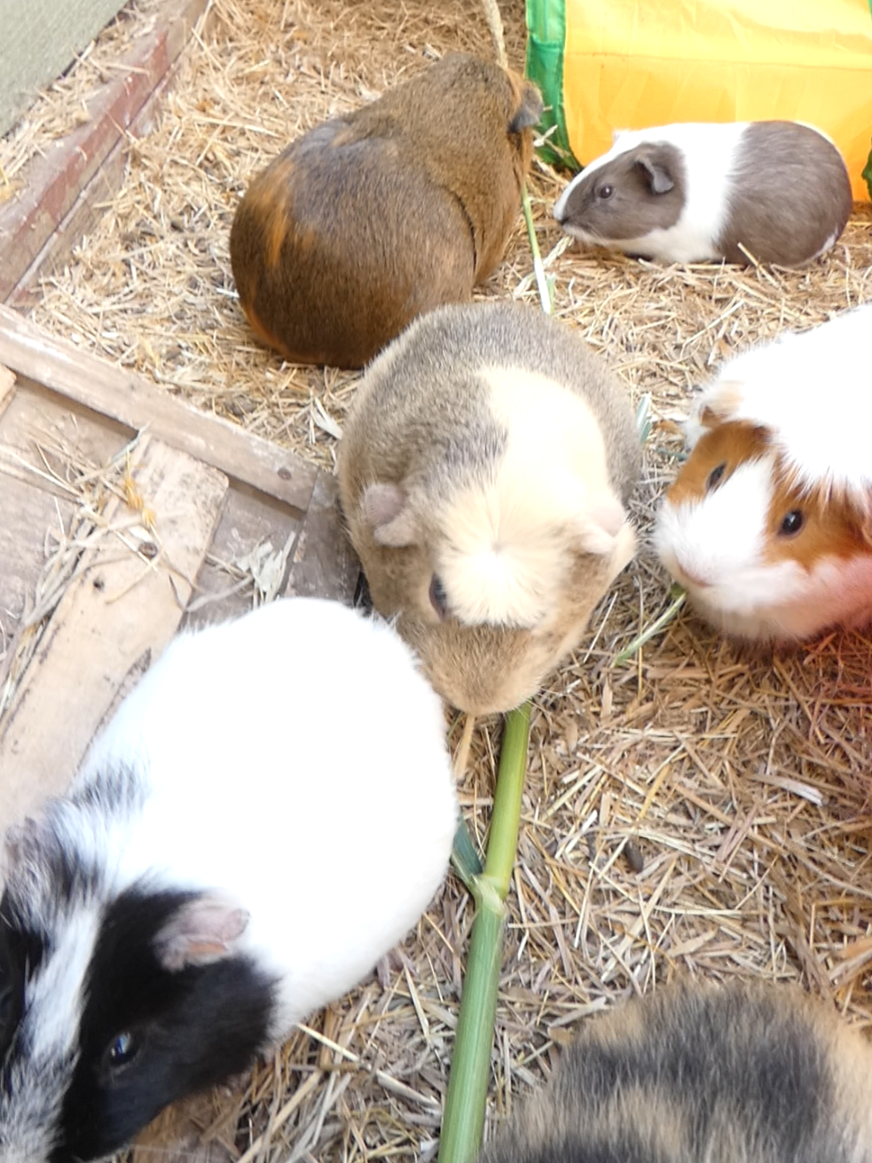 @Guinea Pig Dad